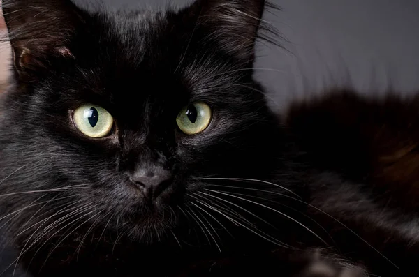 Portrait of a Gorgeous fluffy black cat with bright yellow eyes. — Stock Photo, Image