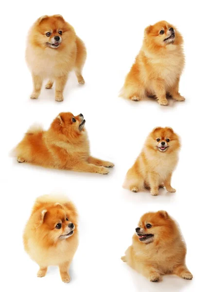 Set of Pomeranian dogs isolated on a white background — Stock Photo, Image