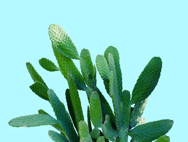 Opuntia cactus. Disposizione creativa. Stile minimale natura morta . — Foto Stock
