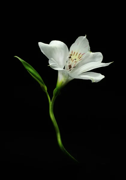 Alstremeria jasny kwiat na czarnym tle. — Zdjęcie stockowe