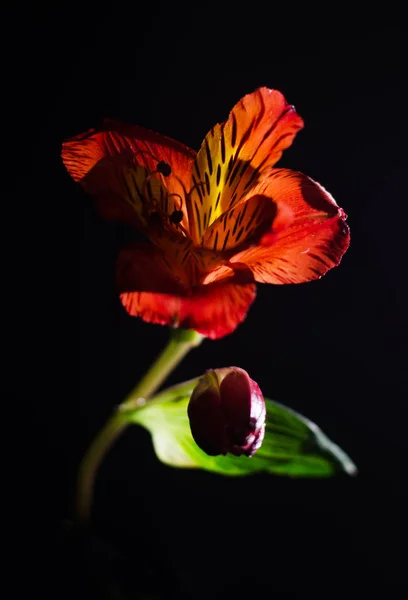 Flor de alstroemeria brillante sobre fondo negro . — Foto de Stock