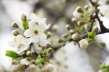 Kiraz ağacı çiçeği. Beyaz bahar çiçekleri yakın çekim. Yumuşak odak bahar Mevsimlik arka plan.