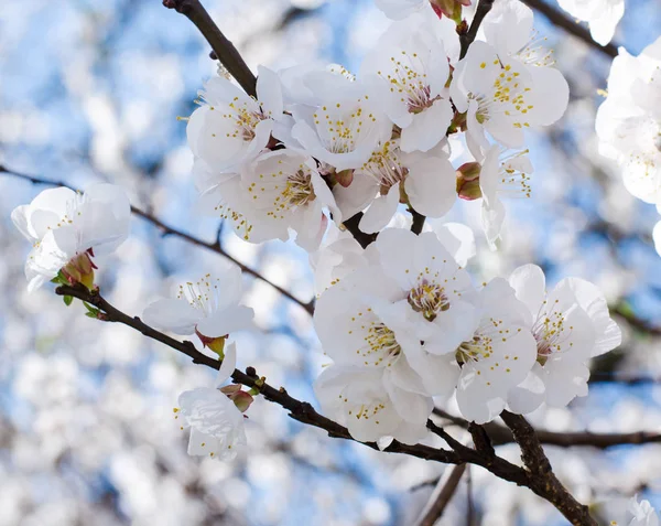 Damasco a florescer no jardim. Fundo sazonal bela primavera bom para cartão de saudação, convite de casamento, web . — Fotografia de Stock