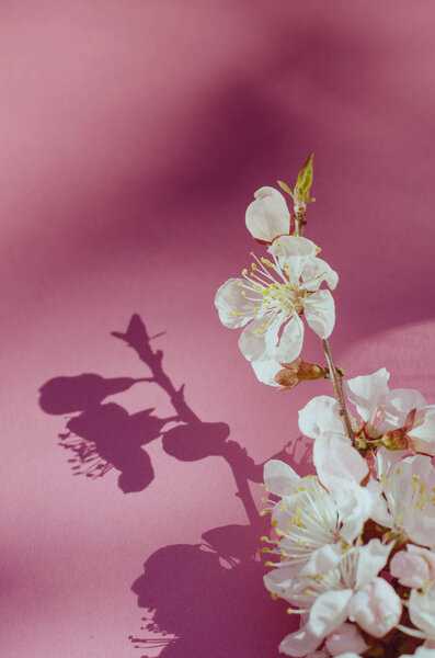 Белые абрикосовые цветы на розовом фоне. Годовой Новый год
.