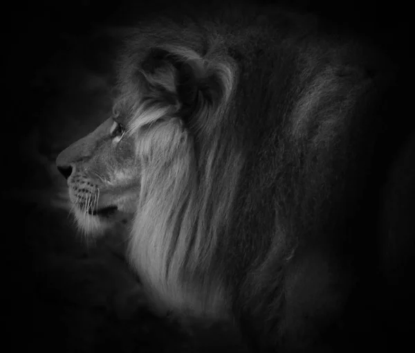 Retrato de um lindo Leão Masculino contra fundo preto — Fotografia de Stock