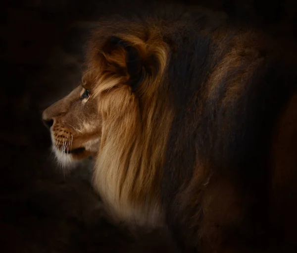 Portrait of a gorgeous Male Lion against black background — Stock Photo, Image