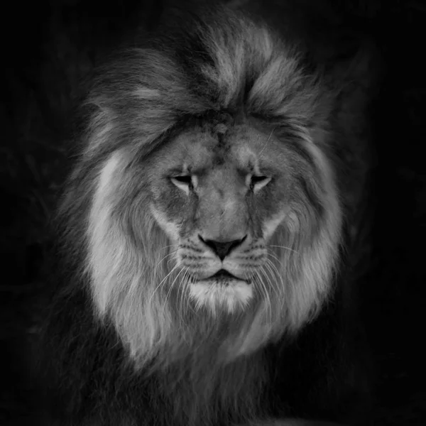 Retrato de un precioso león macho sobre fondo negro — Foto de Stock