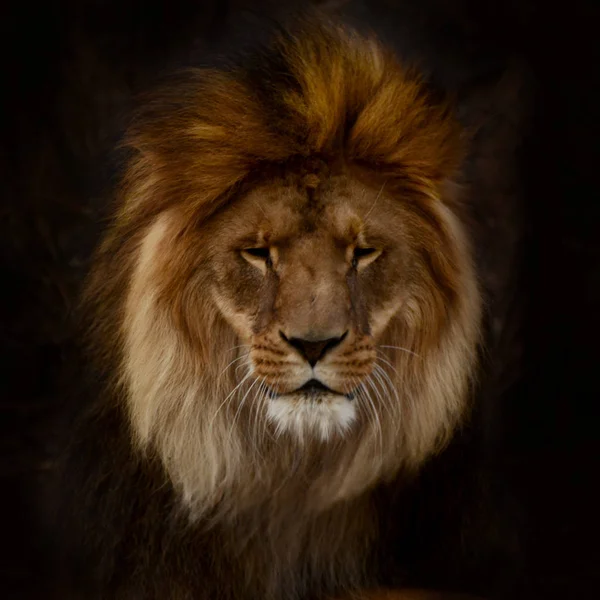 Ritratto di un bellissimo leone maschio su sfondo nero — Foto Stock