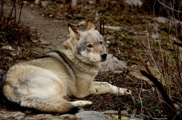 큰 회색 야생 늑대는 지상에 휴식. — 스톡 사진