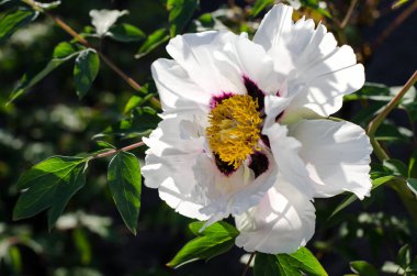Güzel beyaz dağ ağaç Şakayık ile çiçek arka plan.