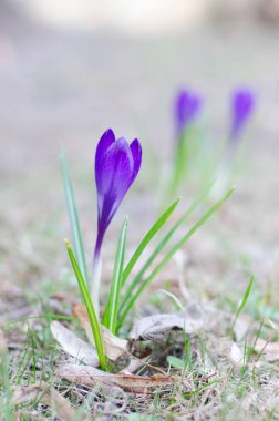Bir güzel violet Çiğdem. Kır çiçeği Botanik Bahçesi içinde büyüyen. İyi için Paskalya kartpostal mevsimlik duvar kağıdı için.