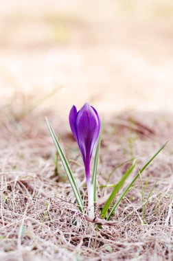 Bir güzel violet Çiğdem. Kır çiçeği Botanik Bahçesi içinde büyüyen. İyi için Paskalya kartpostal mevsimlik duvar kağıdı için.