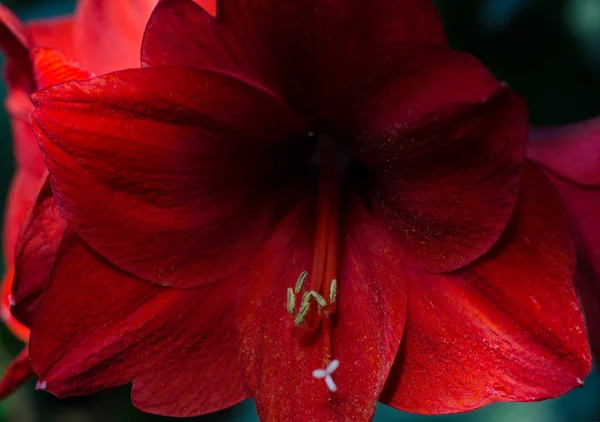 Close up photo of beautiful red velvet amaryllis, Hippeastrum flower. Dark moody background. — Stock Photo, Image