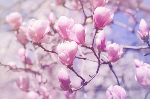 Güzel manolya ağacı bahar çiçekleri. Parlak Manolya çiçek mavi gökyüzü karşı. Romantik çiçek zemin — Stok fotoğraf