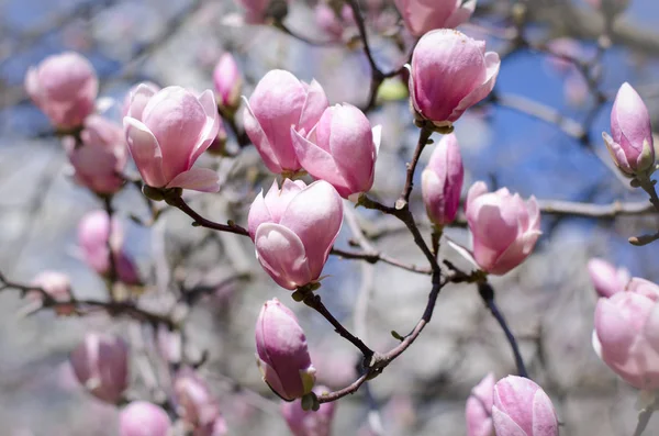 Όμορφη magnolia δέντρο άνθη την άνοιξη. Magnolia φωτεινό λουλούδι κατά της μπλε του ουρανού. Ρομαντικά floral φόντο — Φωτογραφία Αρχείου