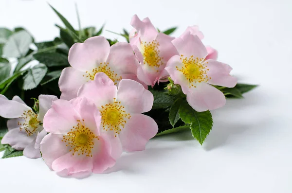 Beautiful doge rose flowers on a white background. — Stock Photo, Image