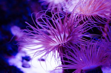 Deniz anemone akvaryum koyu mavi su. Tropikal deniz yaşamı arka plan.
