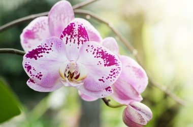 Phalaenopsis orkide botanik sera çiçek. Tropikal çiçek arka plan.