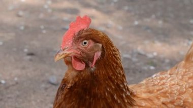 Arka Bahçe yakın çekim üzerinde ücretsiz bir aralıktaki kahverengi yerli tavuk