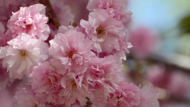 Beautiful pink sakura blossoms in a spring garden. — Stock Video