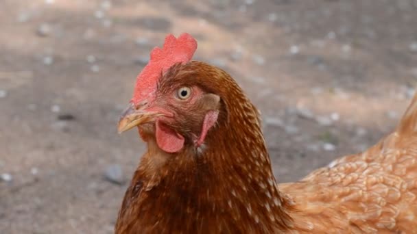 Pollo doméstico marrón en un campo libre en primer plano del patio trasero — Vídeos de Stock