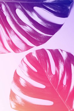 Büyük monstera bırakır. Canlı degrade holografik renkler moda düz yatıyordu tarzında tropikal Tema arka plan. Pop art. Doğal trendy arka plan.