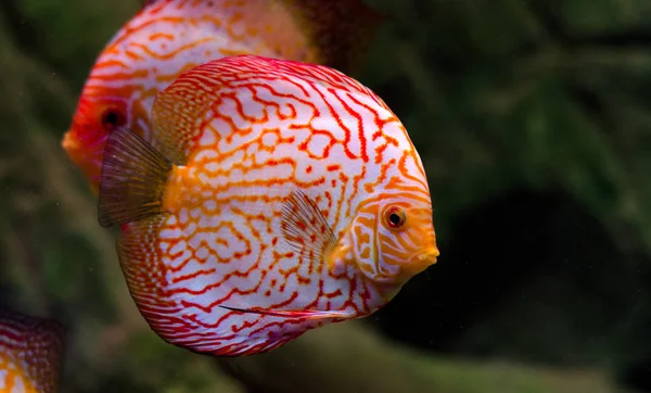 Peces disco flotando en el acuario. Peces de agua dulce en el acuario casero. Grandes peces para la decoración de su hogar . — Foto de Stock