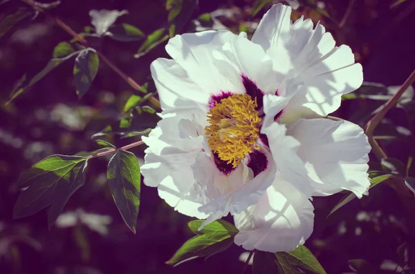 Fond floral avec belle pivoine d'arbre de montagne blanche parmi le feuillage de printemps . — Photo