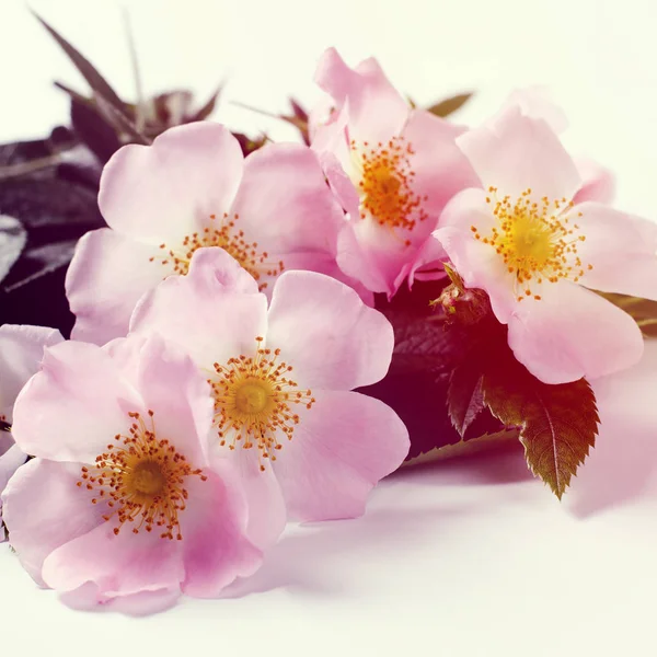 Vackra doge rosa blommor på vit bakgrund. — Stockfoto