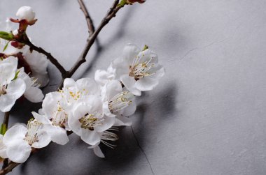 Dalları gri arka plan üzerinde kayısı çiçekli bahar çiçekleri. Düz döşeme konsepti.
