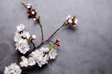 Dalları gri arka plan üzerinde kayısı çiçekli bahar çiçekleri. Düz döşeme konsepti.