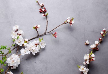 Dalları gri arka plan üzerinde kayısı çiçekli bahar çiçekleri. Düz döşeme konsepti.