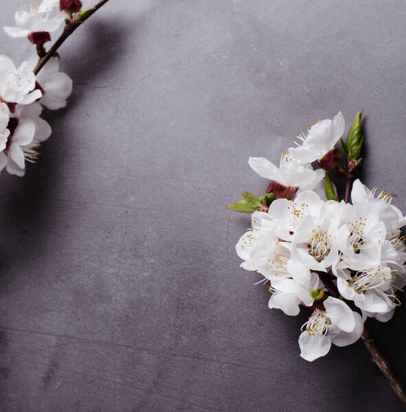 Spring flowers with branches blossoming apricots on grey background. Flat lay concept.