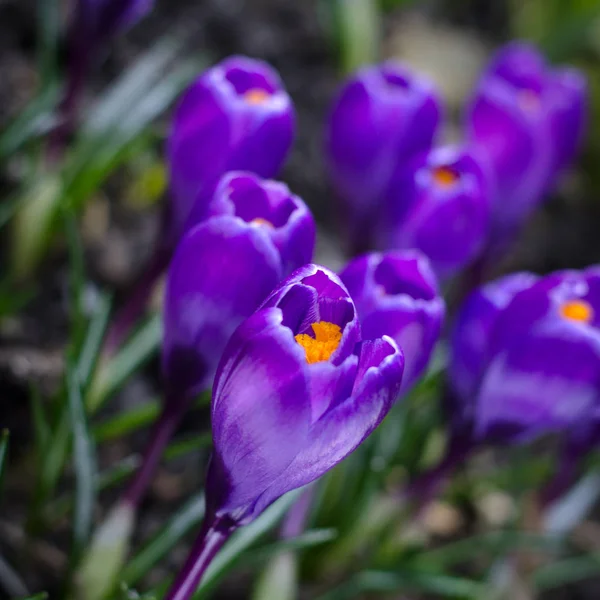 Krásné první jarní květiny krokusy kvést v jasném slunečním světle. — Stock fotografie