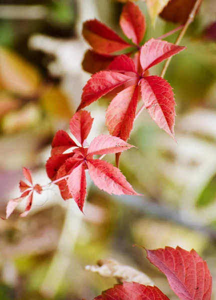 Hojas de uva roja silvestre. Hermoso fondo brillante caída . —  Fotos de Stock