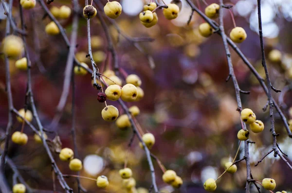 黄色い野生のリンゴをたっぷり持つ秋の背景。暗いムーディー秋の写真. — ストック写真