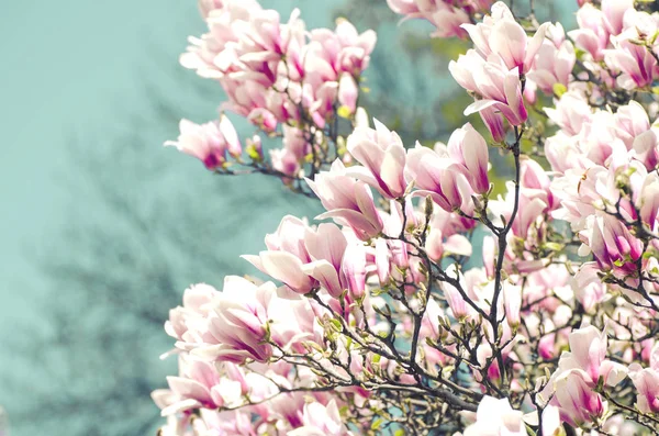 Hermoso árbol de magnolia florece en primavera. Brillante flor de magnolia contra cielo azul. Fondo floral romántico —  Fotos de Stock