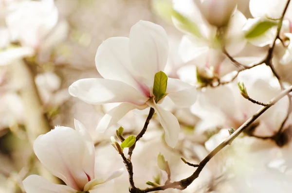 Güzel manolya ağacı bahar çiçekleri. Jentle beyaz Manolya çiçek karşı günbatımı ışığı. — Stok fotoğraf