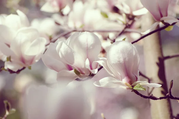 Bela árvore de magnólia floresce na primavera. Jentle flor de magnólia branca contra a luz do pôr do sol . — Fotografia de Stock