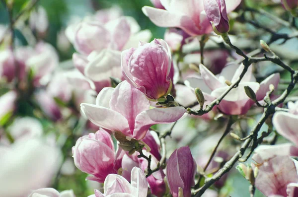 De beaux magnolias fleurissent au printemps. Magnolia lumineux fleur contre ciel bleu. Fond floral romantique — Photo