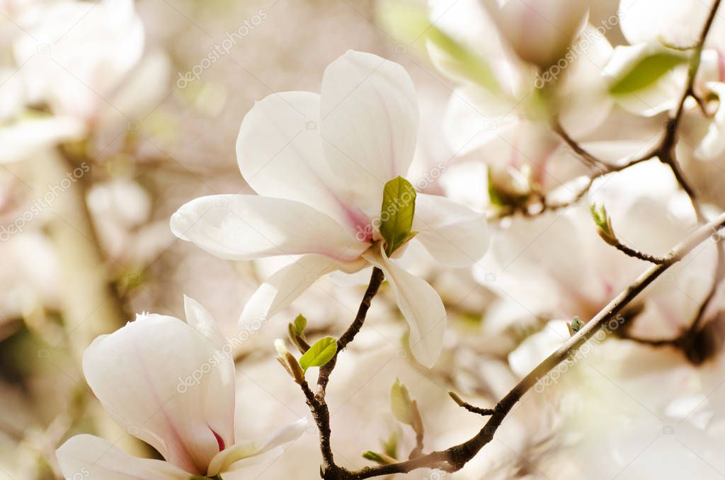 Beautiful magnolia tree blossoms in springtime. Jentle white magnolia flower against sunset light.