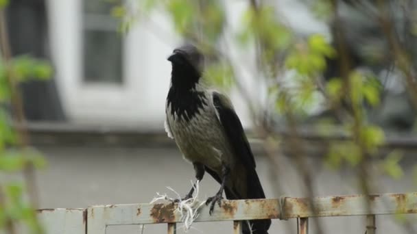 Grand corbeau à capuche gris à la recherche de choses pour construire son nid — Video