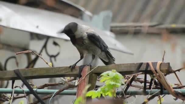 Grand corbeau à capuche gris à la recherche de choses pour construire son nid — Video