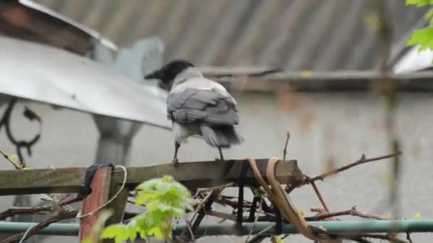 Big grey hoodie crow searching for some stuff to build its nest — Stock Video