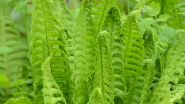 Young fern leaves in garden — Stock Video