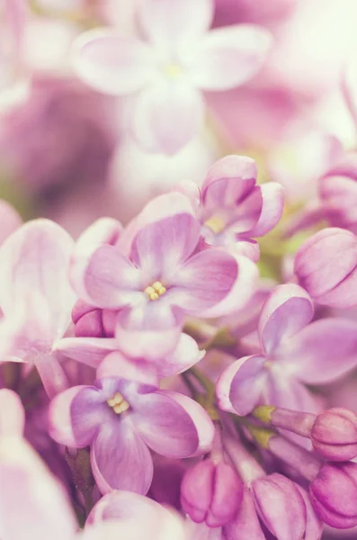 Feche o quadro de flores de cor lilás violeta brilhantes. abstrato romântico floral fundo . — Fotografia de Stock