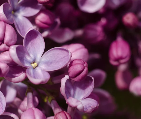 Закройте снимок ярко-фиолетовыми цветками лилака. Абстрактный романтический цветочный фон . — стоковое фото