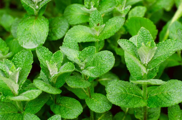 Fresh green peppermint grows in the garden. Peppermint leaves under dew drops.