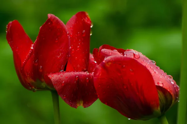 Leuchtend rote Tulpenblüten unter Tautropfen im verregneten Garten. Floraler Hintergrund. — Stockfoto