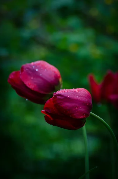 Flor de tulipán rojo brillante bajo gotas de rocío en el jardín lluvioso. Fondo floral . —  Fotos de Stock